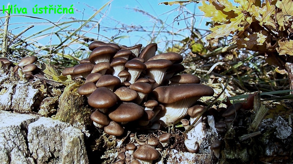 SnapShot(1)