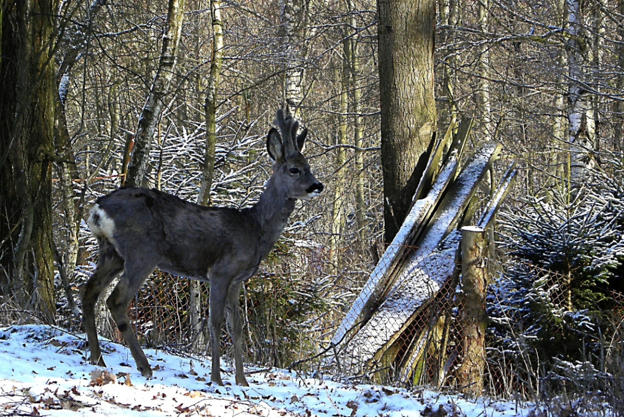 394 - Kopie
