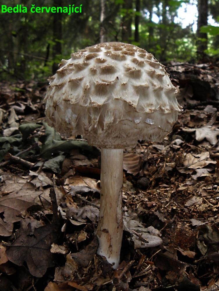 033 (3)